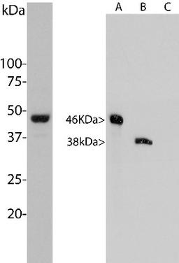 Western Blot: Aurora A/B Antibody (3H1) [NBP2-50043] - Left: Analysis of HeLa cells treated with 100ng/ml nocodazole for 18 h was probed with NBP2-50043. Nocodazole is a microtubule depolymerizing agent which induces cells to halt at the G2/M phase and also induces Aurora A expression. NBP2-50043 binds strongly to a band at about 46 kDa, which is Aurora A and also shows binding to a band at 38 kDa. Right: Blots of recombinant human Aurora A, B and C were probed with NBP2-50043, which binds to both Aurora A and B. We conclude that the 38 kDa band seen in the HeLa extract is Aurora B.