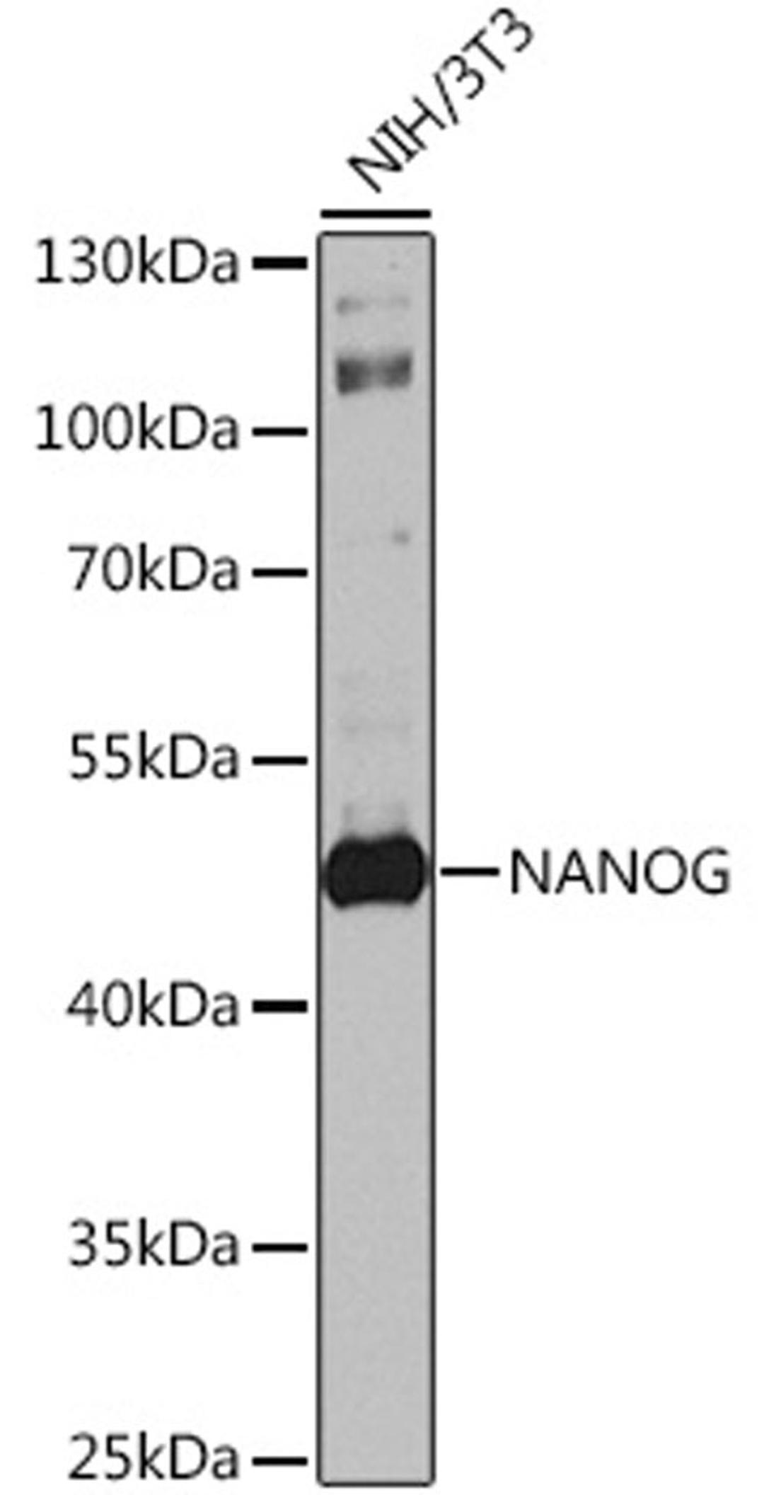 Western blot - NANOG antibody (A3232)