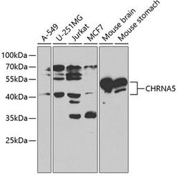 Western blot - CHRNA5 antibody (A1741)