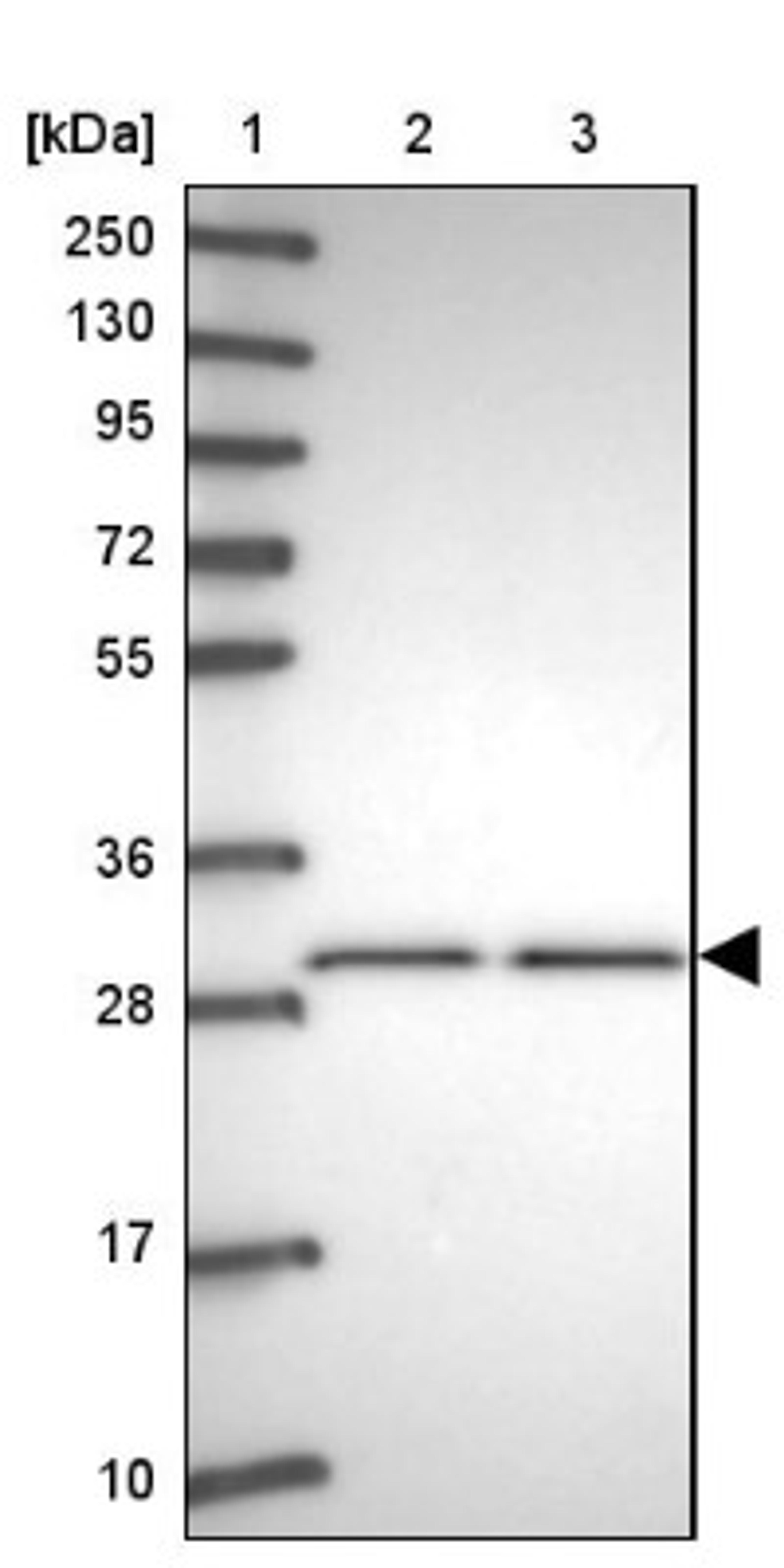 Western Blot: B3GAT3 Antibody [NBP2-33611] - Lane 1: Marker [kDa] 250, 130, 95, 72, 55, 36, 28, 17, 10<br/>Lane 2: Human cell line RT-4<br/>Lane 3: Human cell line U-251MG sp