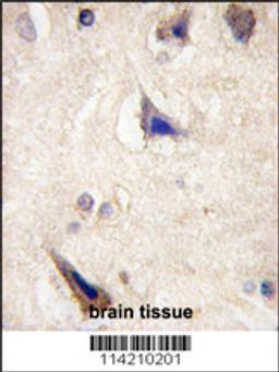 Formalin-fixed and paraffin-embedded human brain tissue reacted with LGR5/GPR49 antibody (loop1) , which was peroxidase-conjugated to the secondary antibody, followed by DAB staining.