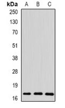 Western blot analysis of mouse liver (Lane1), rat brain (Lane2), rat heart (Lane3) whole cell lysates using THRSP antibody