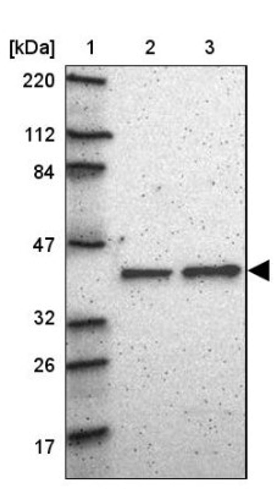 Western Blot: Bub3 Antibody [NBP1-88517] - Lane 1: Marker [kDa] 220, 112, 84, 47, 32, 26, 17<br/>Lane 2: Human cell line RT-4<br/>Lane 3: Human cell line U-251MG sp