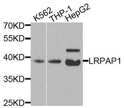 Western blot - LRPAP1 antibody (A3004)