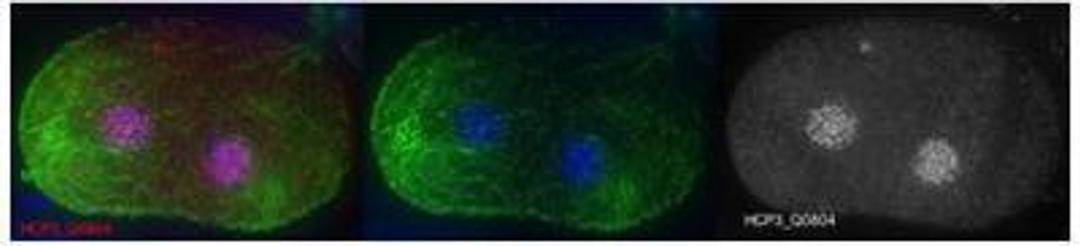 Immunocytochemistry/Immunofluorescence: hcp-3 Antibody [29540002] - This antibody is specific for animal number Q0804 Dilution 1:500