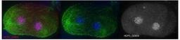 Immunocytochemistry/Immunofluorescence: hcp-3 Antibody [29540002] - This antibody is specific for animal number Q0804 Dilution 1:500