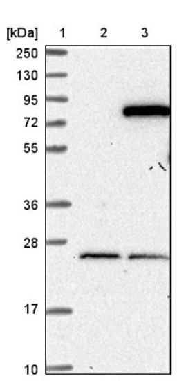 Western Blot: ASTE1 Antibody [NBP1-81661] - Lane 1: Marker [kDa] 250, 130, 95, 72, 55, 36, 28, 17, 10<br/>Lane 2: Negative control (vector only transfected HEK293T lysate)<br/>Lane 3: Over-expression lysate (Co-expressed with a C-terminal myc-DDK tag (~3.1 kDa) in mammalian HEK293T cells, LY415490)