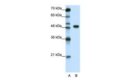 Antibody used in WB on Human HepG2 at 1.25 ug/ml.