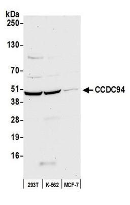 Detection of human CCDC94 by WB.