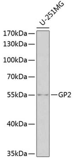 Western blot - GP2 antibody (A6378)