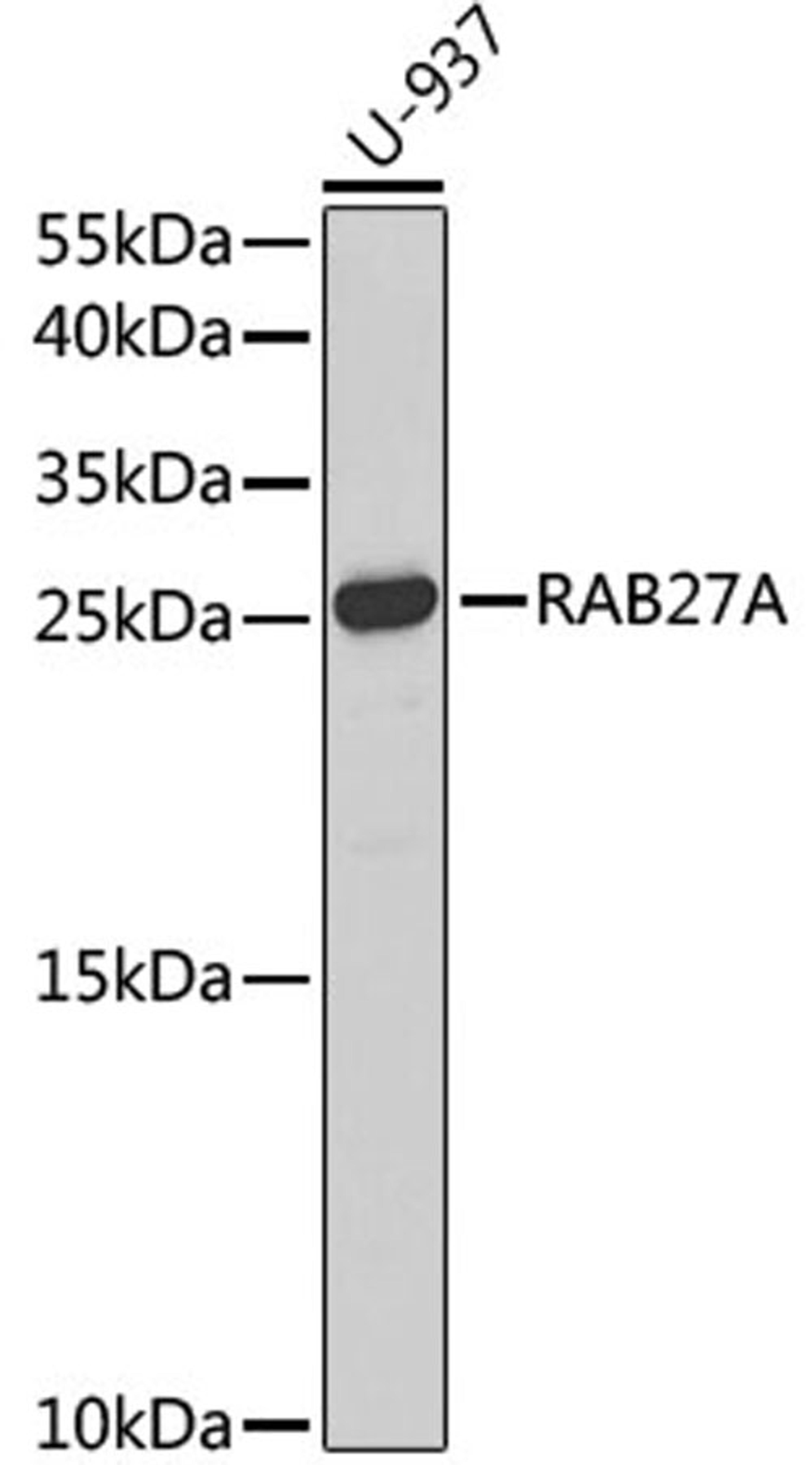 Western blot - RAB27A antibody (A1934)