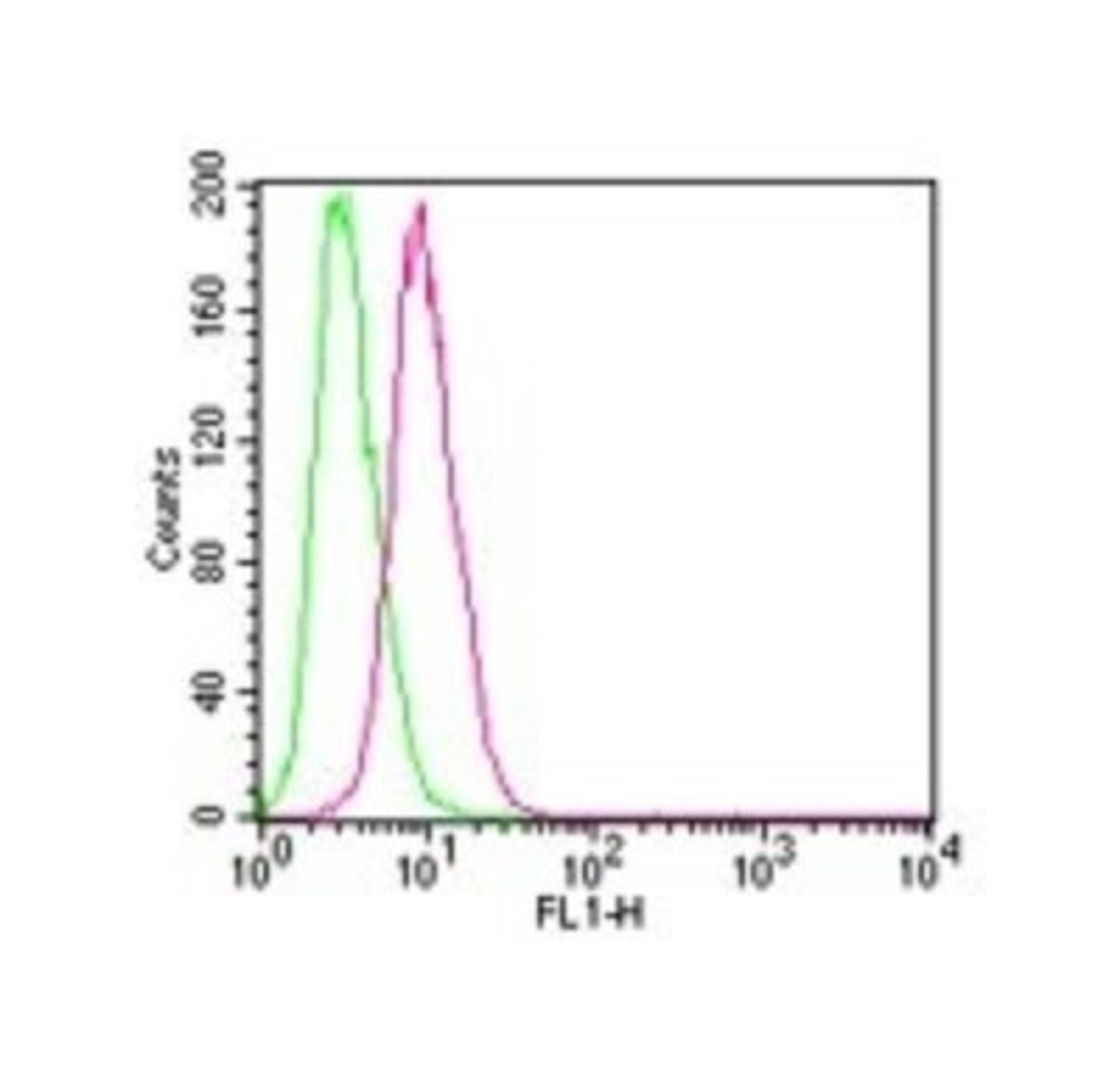 Flow Cytometry: IKK beta Antibody (10AG2) [NB100-56509] - Analysis using the Alexa Fluor (R) 488 conjugate of NB100-56509. Staining of IKKbeta in HEK 293 cells using 0.1 ug of Alexa Fluor 488-conjugated antibody. Green histogram represents the isotype control , red represents the IKKbeta antibody.