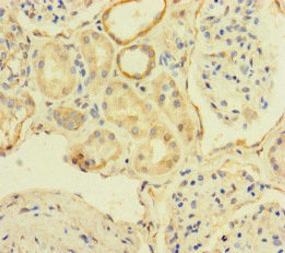 Immunohistochemistry of paraffin-embedded human kidney tissue using CSB-PA890752LA01HU at dilution of 1:100