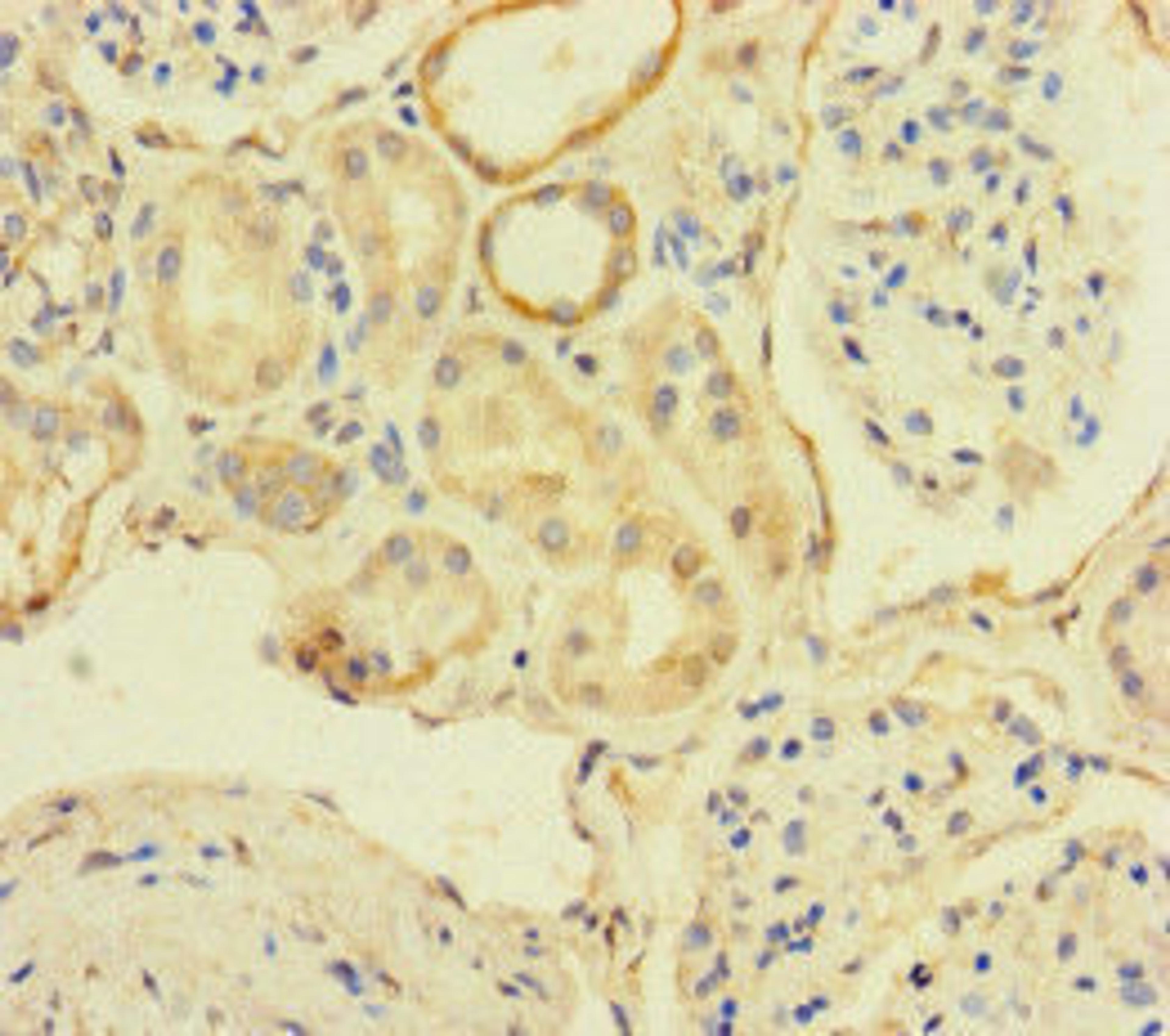 Immunohistochemistry of paraffin-embedded human kidney tissue using CSB-PA890752LA01HU at dilution of 1:100