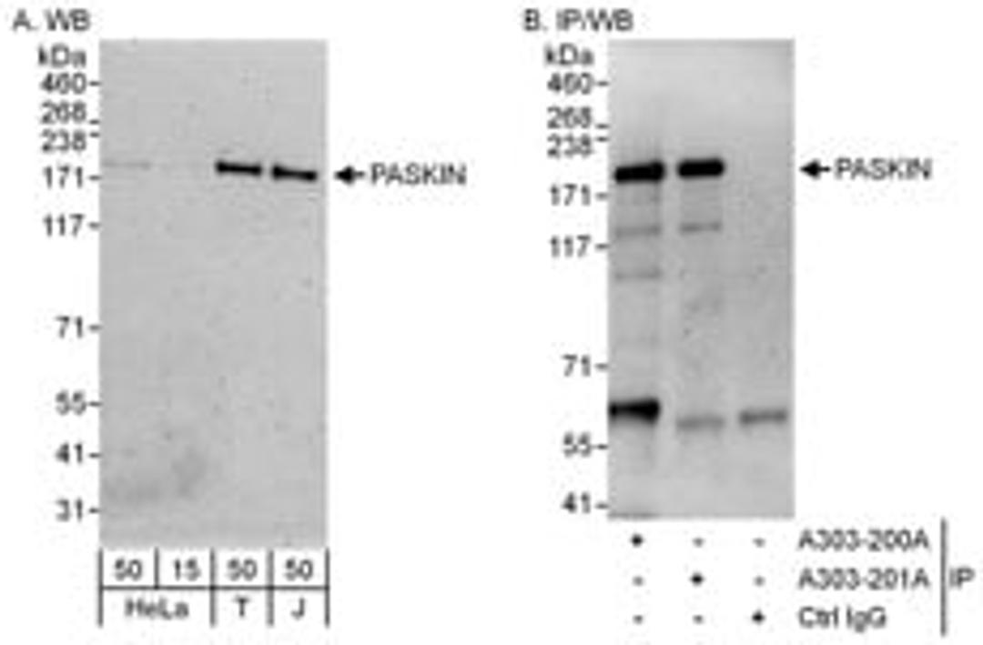 Detection of human PASKIN by western blot and immunoprecipitation.