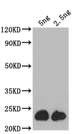 Western Blot. Positive WB detected in: recombinant protein. All lanes: ASPZODRAFT_1728931 Antibody at 1:1000. Secondary. Goat polyclonal to rabbit IgG at 1/50000 dilution. Predicted band size: 24 kDa. Observed band size: 24 kDa.