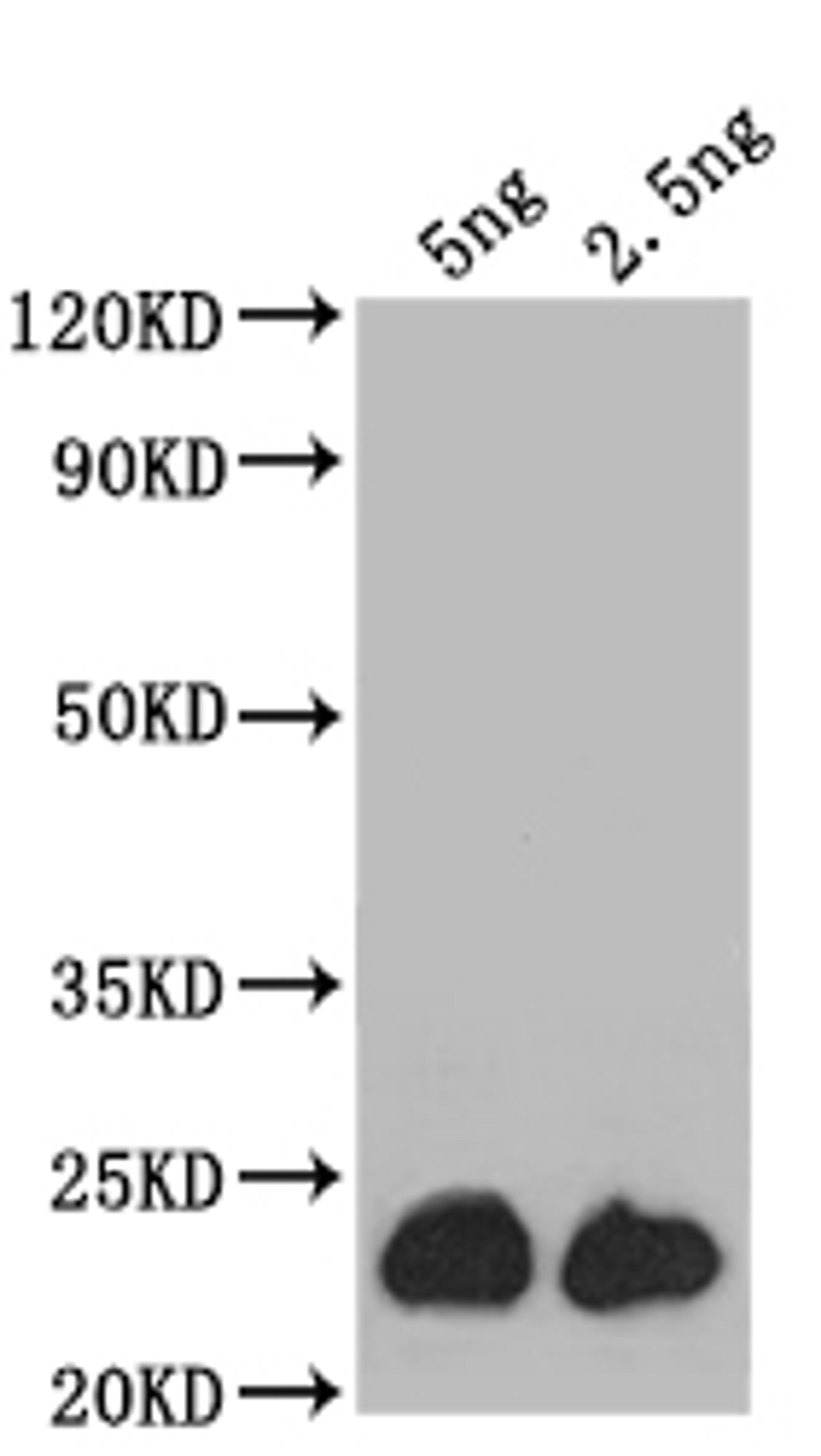 Western Blot. Positive WB detected in: recombinant protein. All lanes: ASPZODRAFT_1728931 Antibody at 1:1000. Secondary. Goat polyclonal to rabbit IgG at 1/50000 dilution. Predicted band size: 24 kDa. Observed band size: 24 kDa.