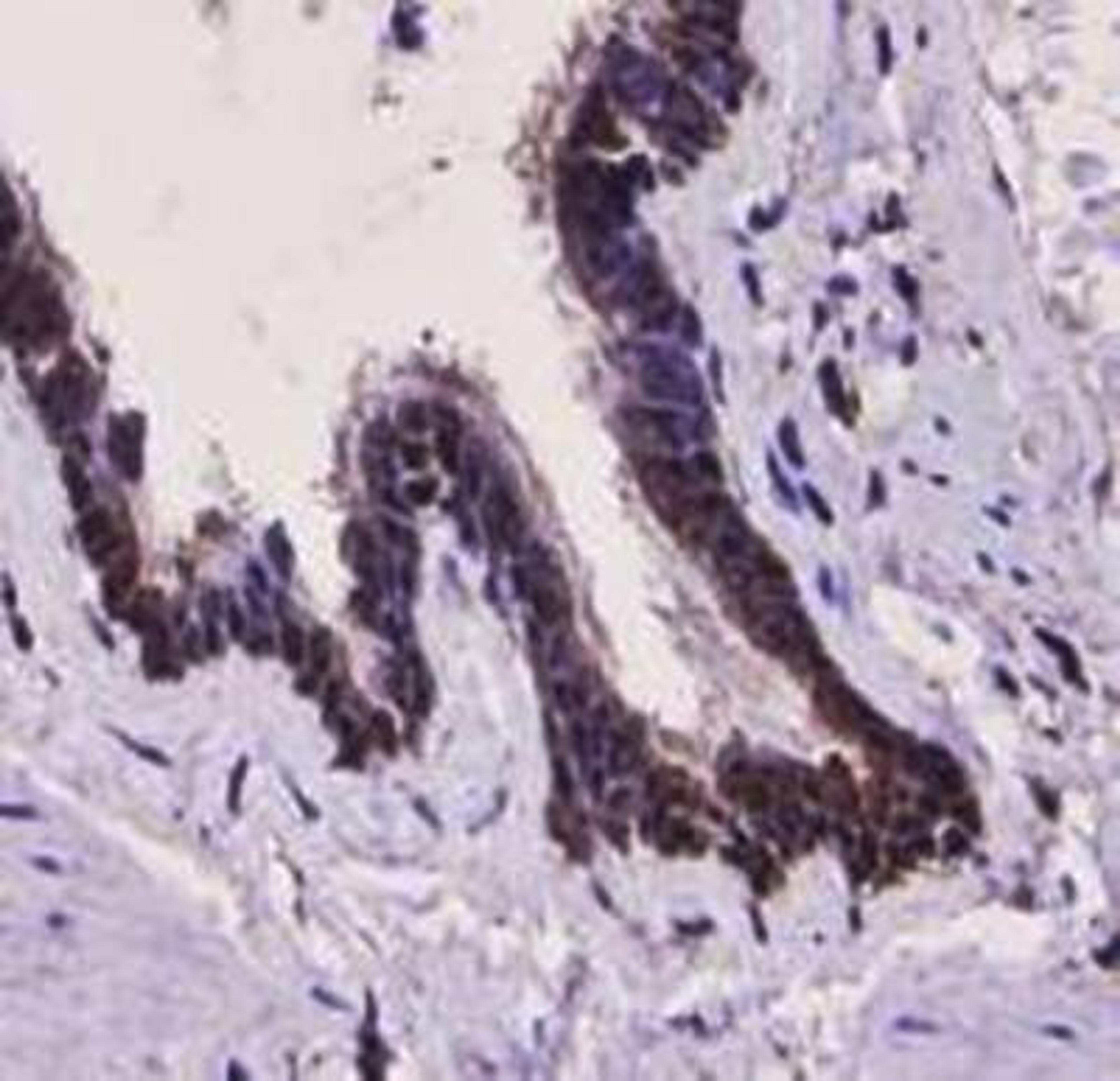 Immunohistochemical staining of human lung tissue using TLR7 antibody