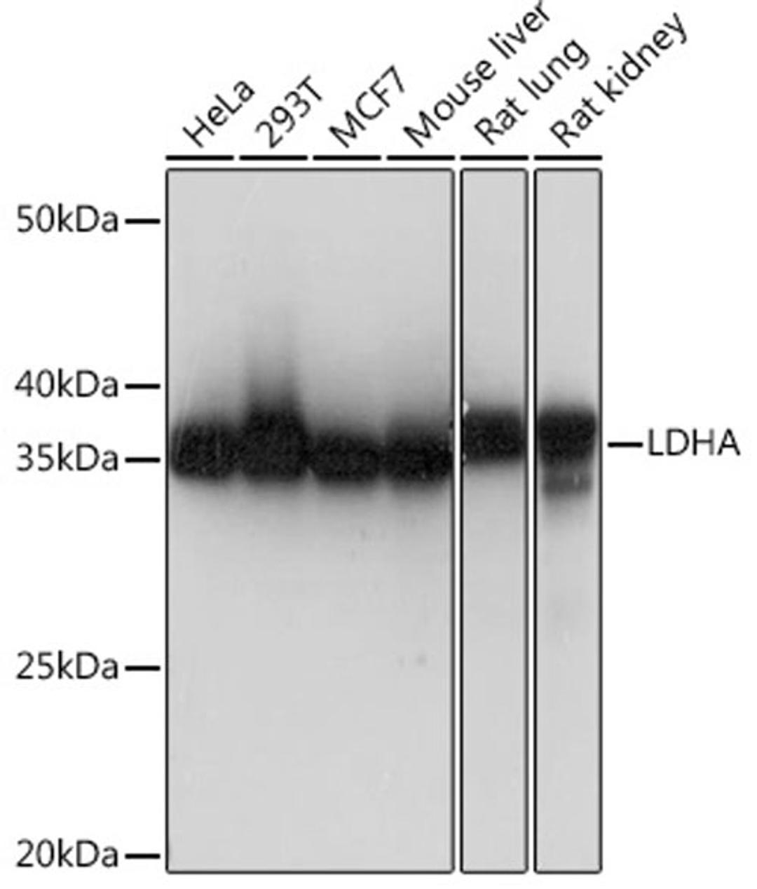 Western blot - LDHA Rabbit mAb (A0861)