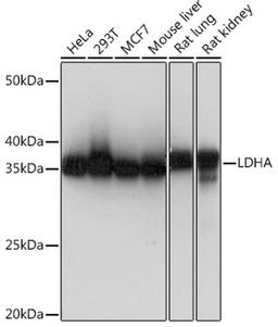 Western blot - LDHA Rabbit mAb (A0861)