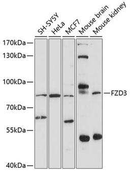 Western blot - FZD3 antibody (A10063)