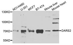 Western blot analysis of extracts of various cells using DARS2 antibody