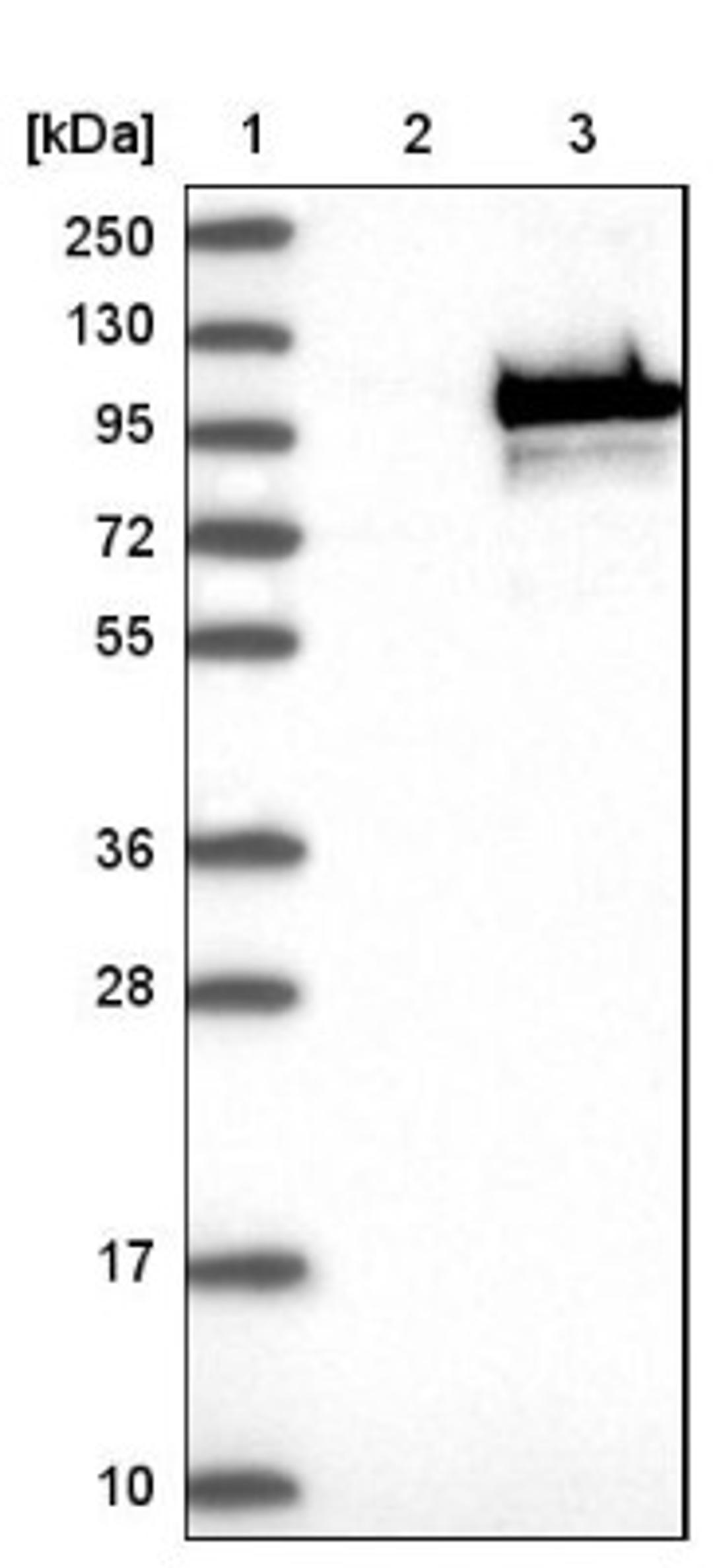 Western Blot: CoCoA Antibody [NBP1-88215] - Lane 1: Marker [kDa] 250, 130, 95, 72, 55, 36, 28, 17, 10<br/>Lane 2: Negative control (vector only transfected HEK293T lysate)<br/>Lane 3: Over-expression lysate (Co-expressed with a C-terminal myc-DDK tag (~3.1 kDa) in mammalian HEK293T cells, LY412204)