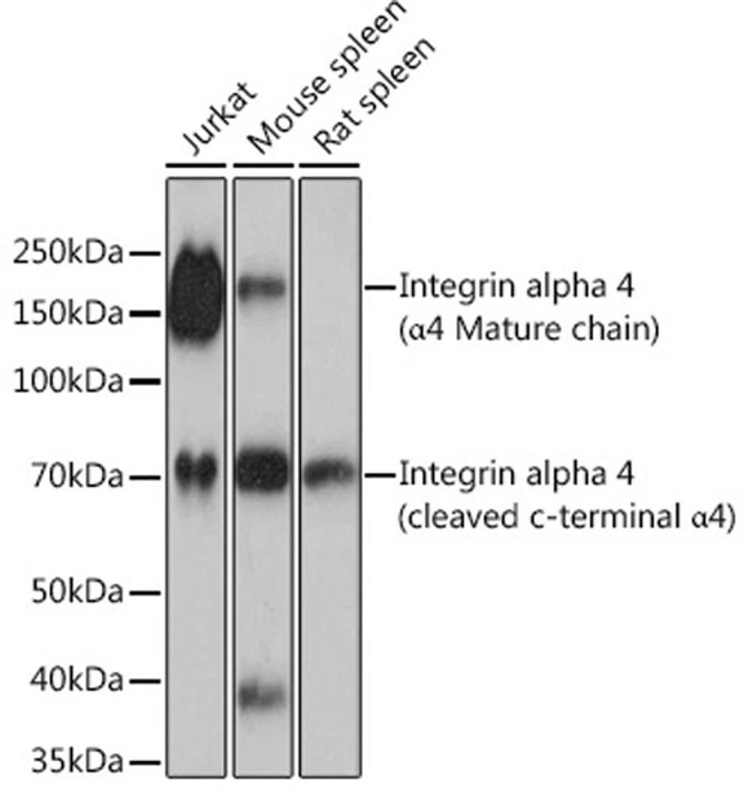 Western blot - Integrin alpha 4 Rabbit mAb (A4054)