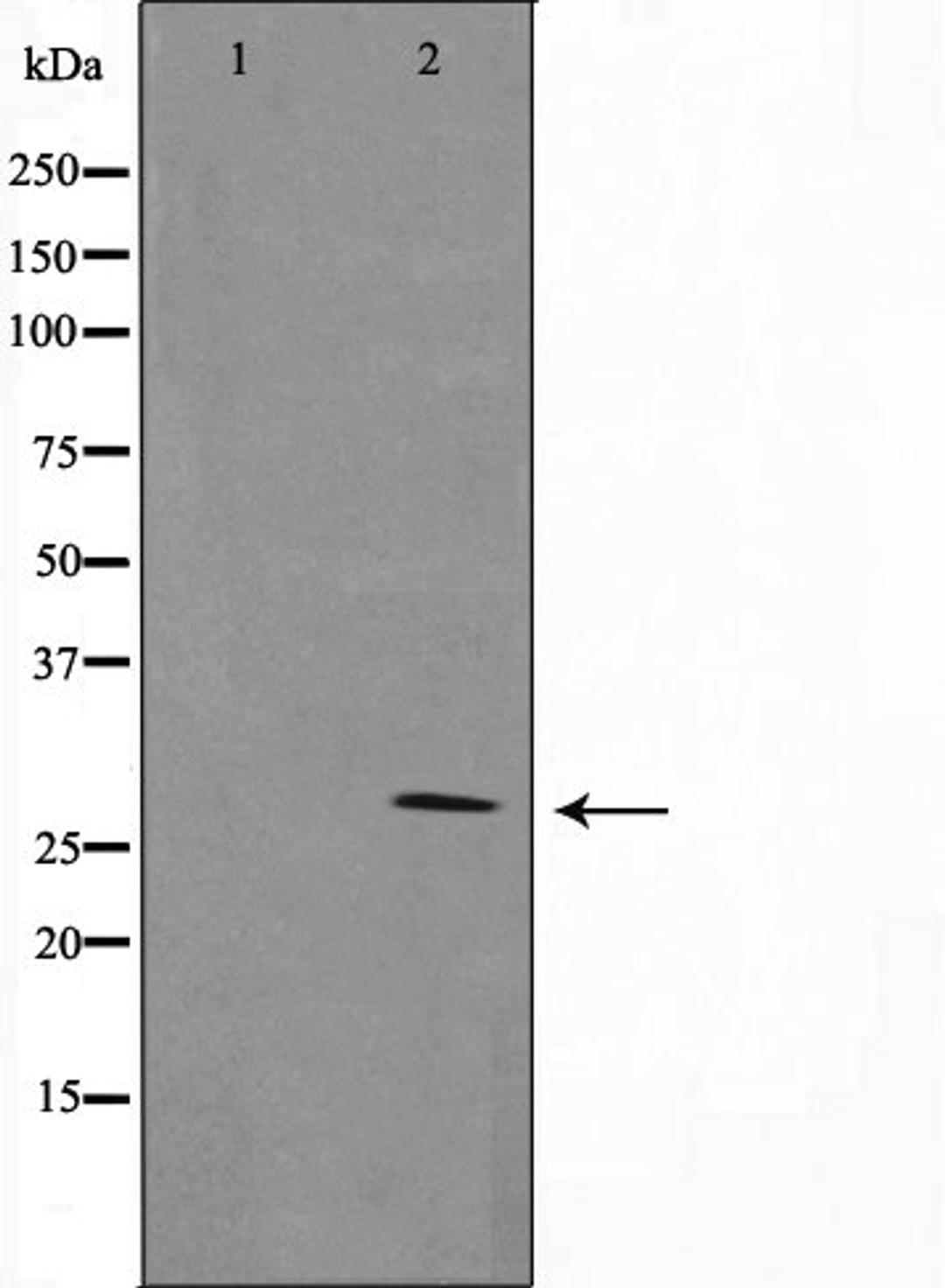 Western blot analysis of RAW264.7 cell lysate using 14-3-3 beta/Zeta antibody