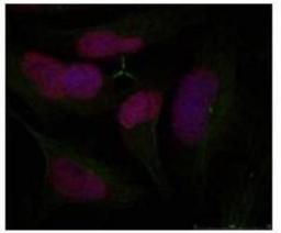 Immunocytochemistry/Immunofluorescence: gamma H2AX Antibody [NB100-81962] - Staining of methanol-fixed Hela cells using gamma H2AX antibody.