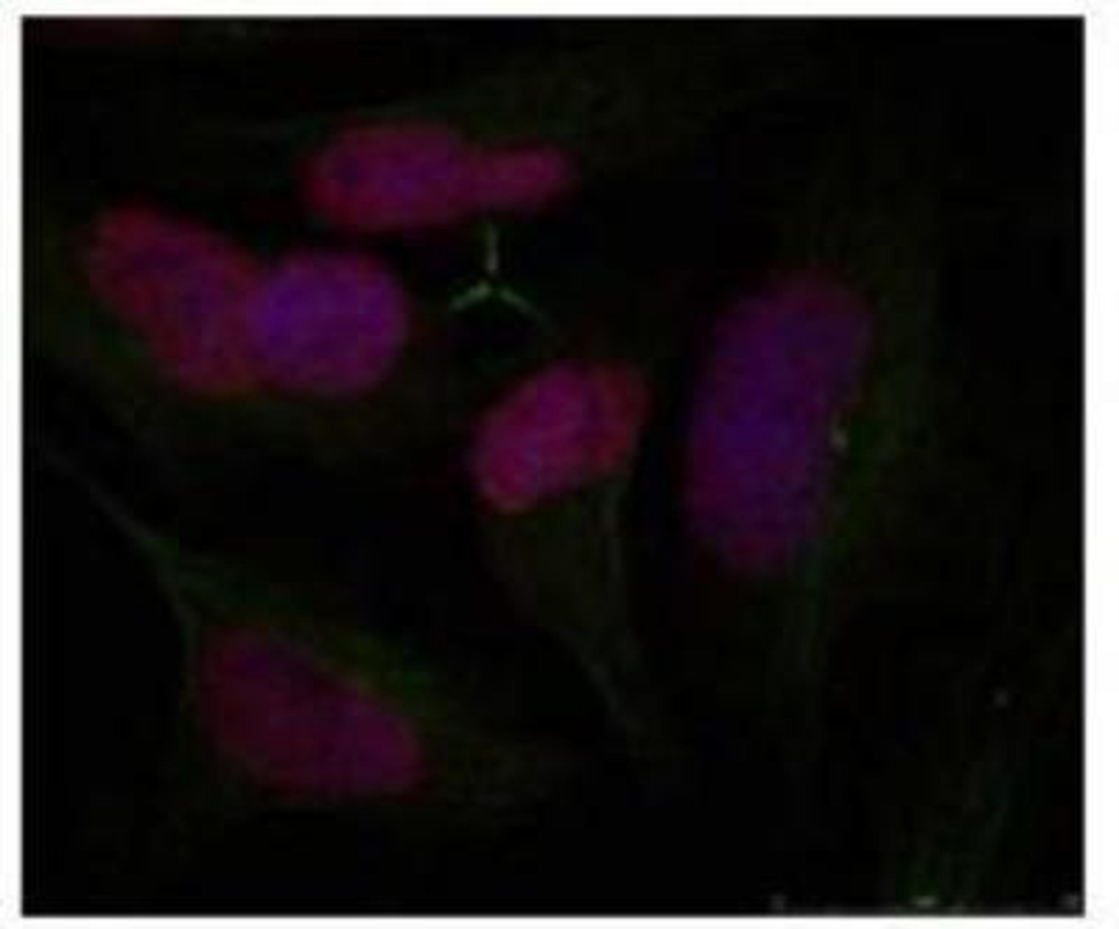 Immunocytochemistry/Immunofluorescence: gamma H2AX Antibody [NB100-81962] - Staining of methanol-fixed Hela cells using gamma H2AX antibody.