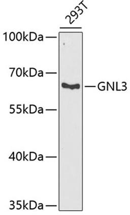 Western blot - GNL3 antibody (A6459)