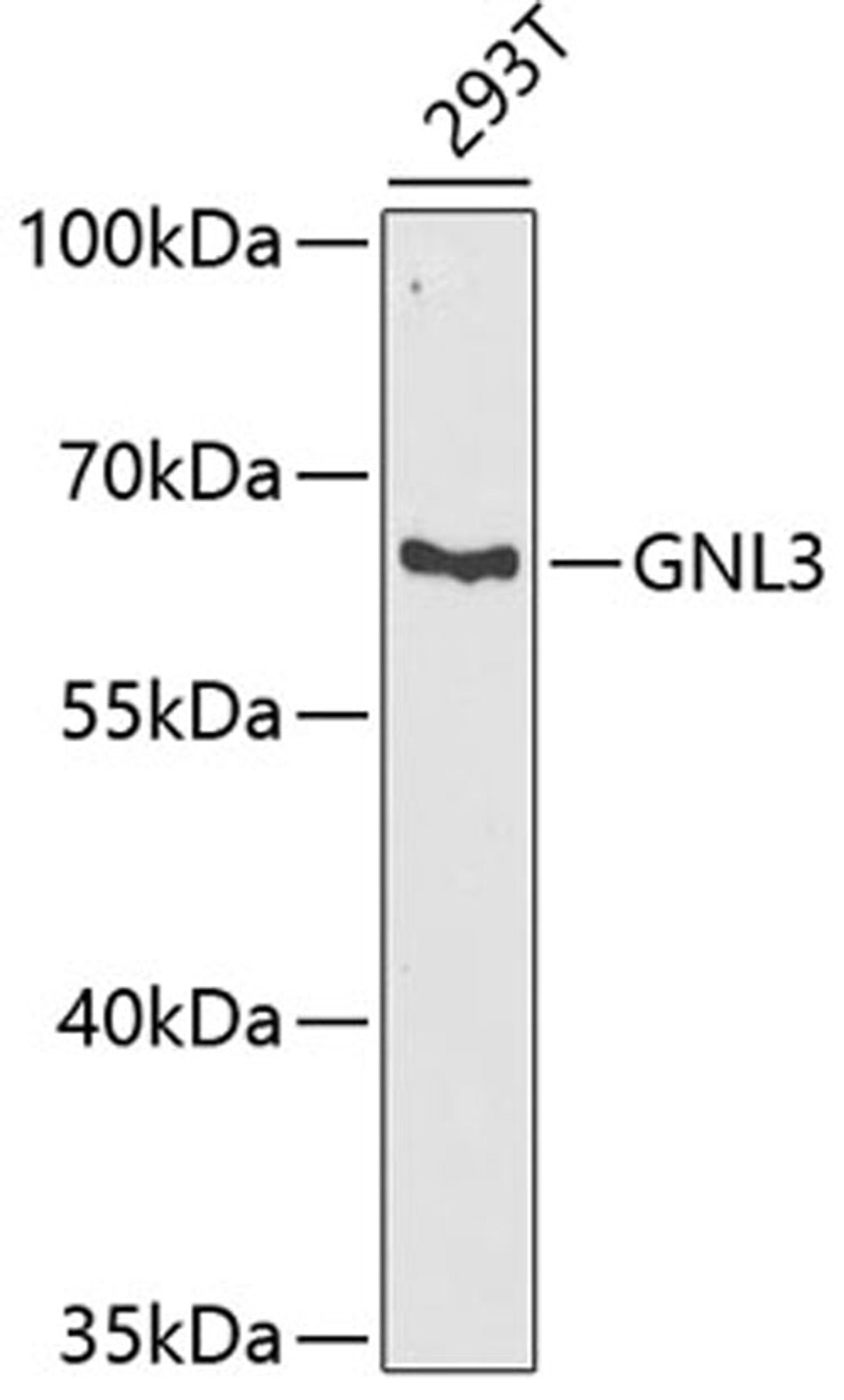 Western blot - GNL3 antibody (A6459)