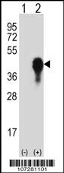 Western blot analysis of MKP3 using rabbit polyclonal MKP3-His6 Antibody using 293 cell lysates (2 ug/lane) either nontransfected (Lane 1) or transiently transfected (Lane 2) with the MKP3 gene.