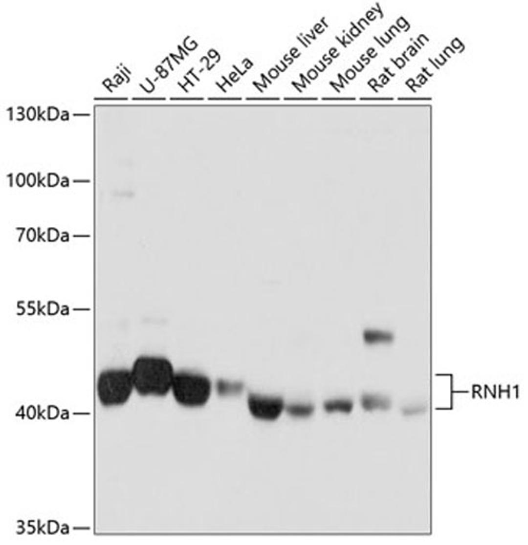 Western blot - RNH1 antibody (A4079)