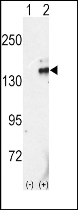 Western blot analysis of RET using rabbit polyclonal RET Antibody (C-term L1027) using 293 cell lysates (2 ug/lane) either nontransfected (Lane 1) or transiently transfected with the RET gene (Lane 2).