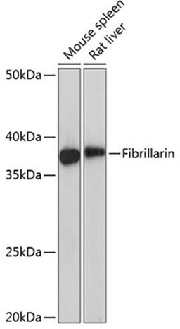 Western blot - Fibrillarin Rabbit mAb (A0850)