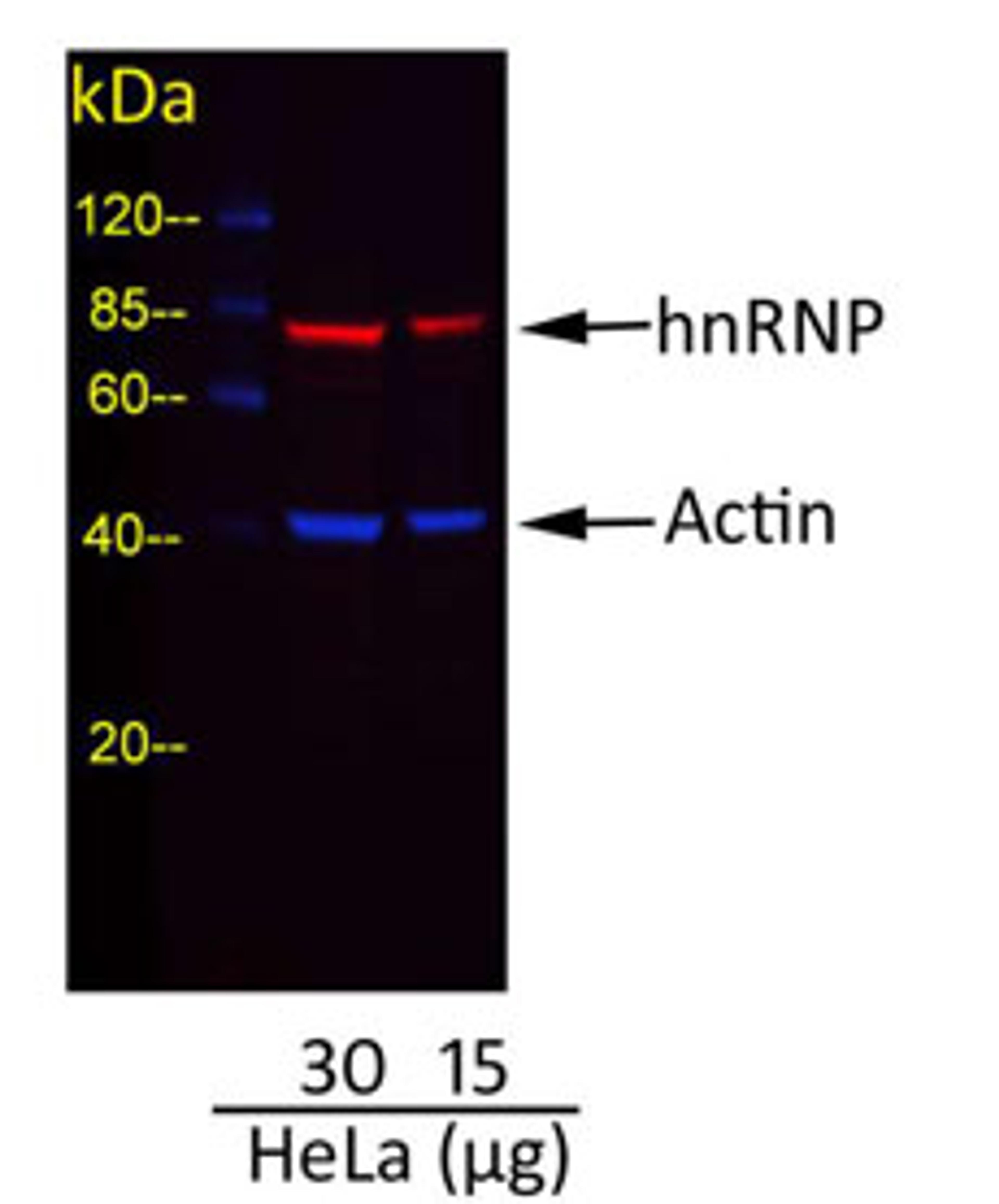 Detection of Actin and hnRNP in HeLa Whole Cell Lysate.