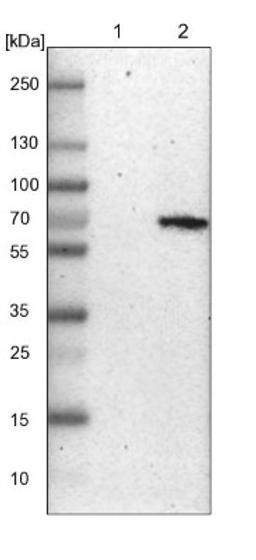 Western Blot: NFIA Antibody [NBP1-81406] - Lane 1: NIH-3T3 cell lysate (Mouse embryonic fibroblast cells)<br/>Lane 2: NBT-II cell lysate (Rat Wistar bladder tumour cells)