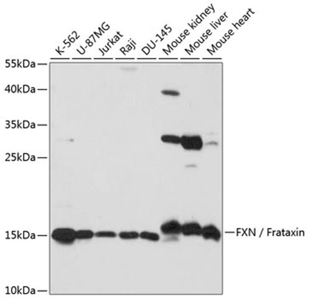 Western blot - FXN / Frataxin antibody (A16688)