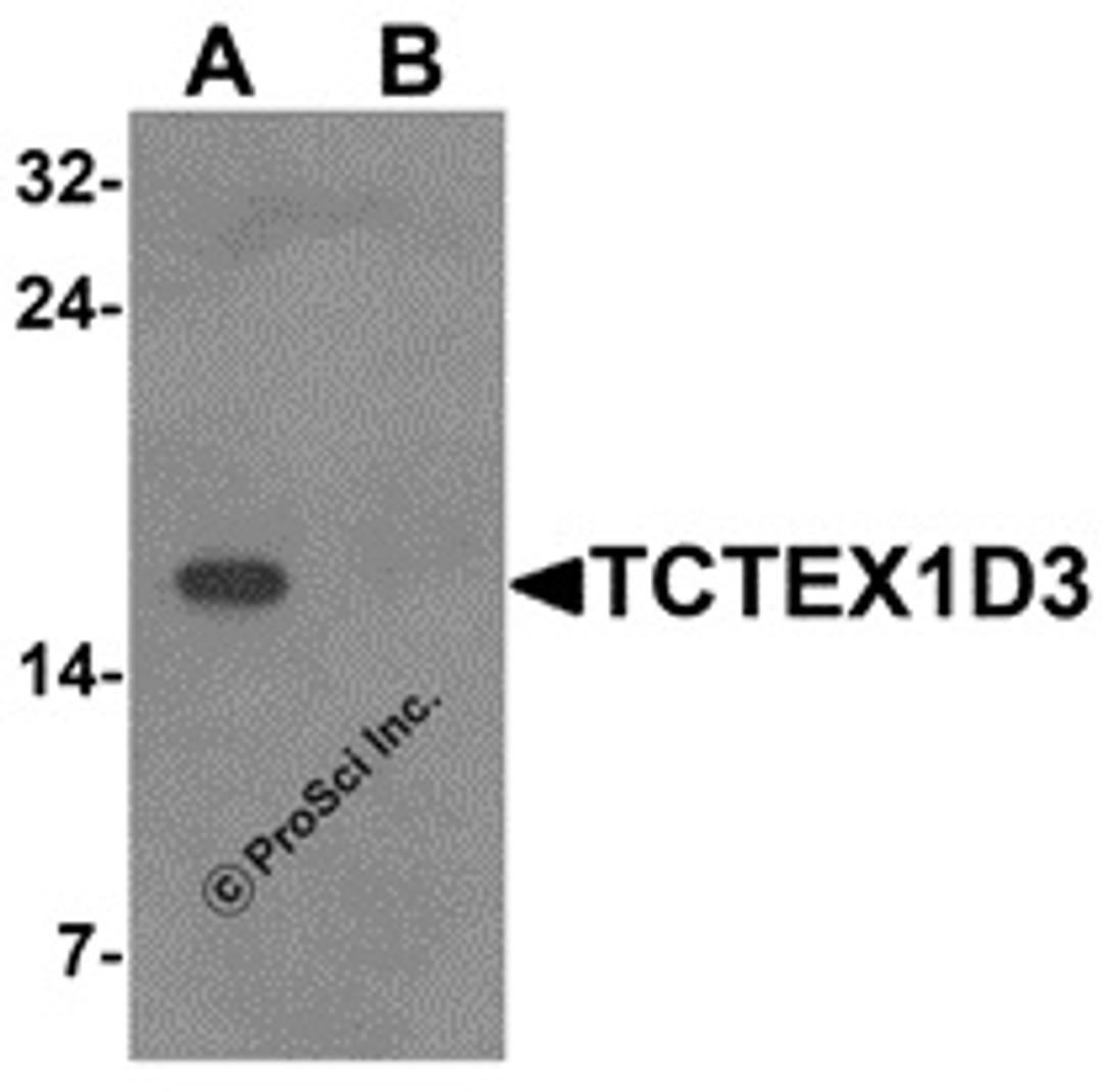 Western blot analysis of TCTEX1D3 in EL4 cell lysate with TCTEX1D3 antibody at 1 μg/mL in (A) the absence and (B) the presence of blocking peptide.