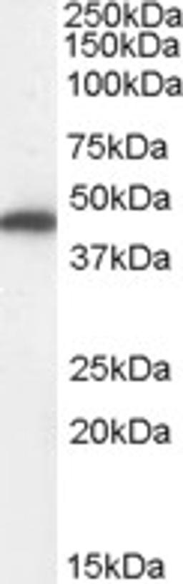 45-641 (0.01ug/ml) staining of Human Kidney lysate (35ug protein in RIPA buffer). Primary incubation was 1 hour. Detected by chemiluminescence.