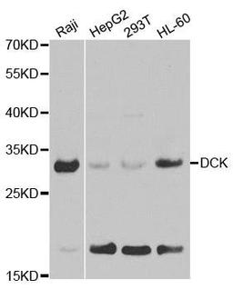 Western blot analysis of extracts of various cell lines using DCK antibody