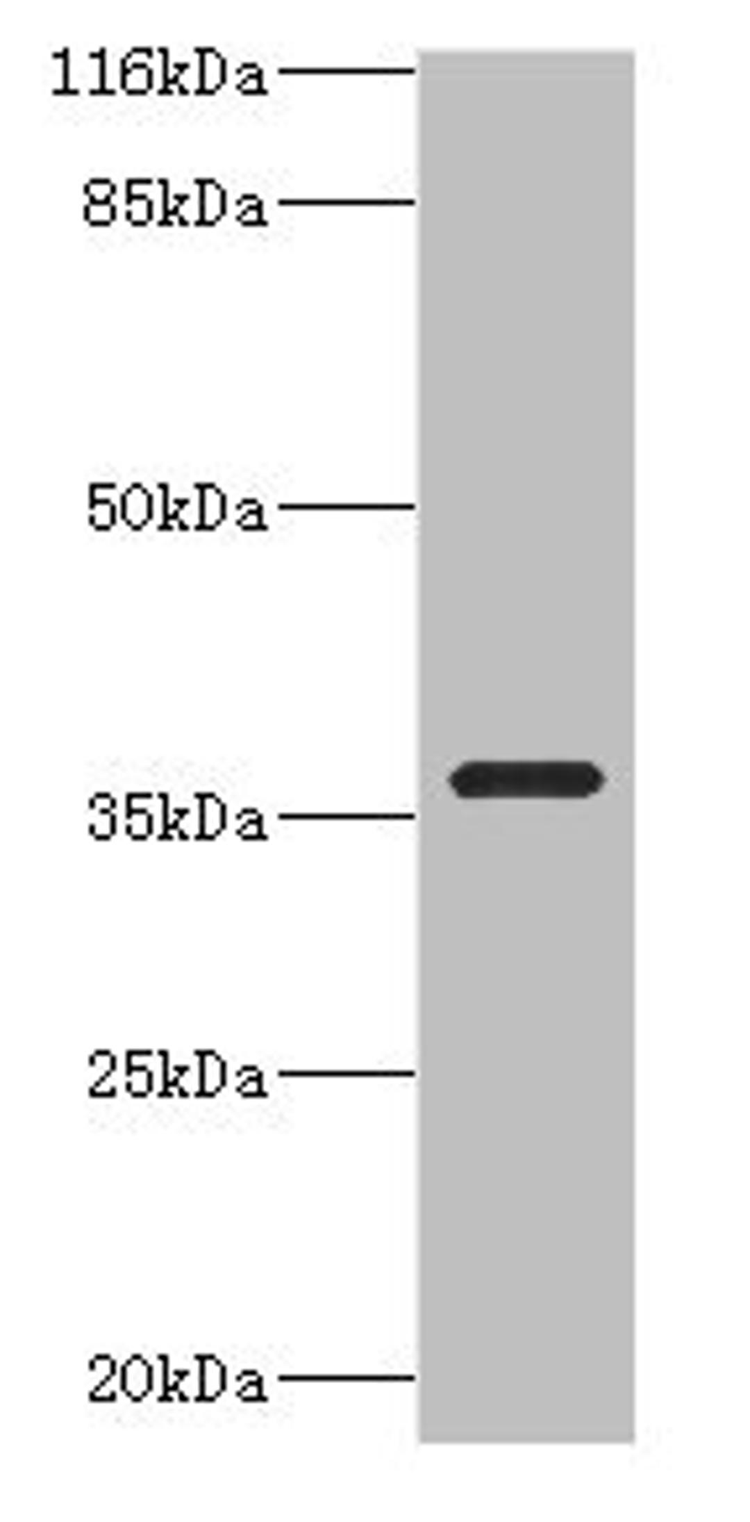 Western blot. All lanes: CA13 antibody at 2µg/ml + NIH/3T3 whole cell lysate. Secondary. Goat polyclonal to rabbit IgG at 1/10000 dilution. Predicted band size: 30 kDa. Observed band size: 36 kDa