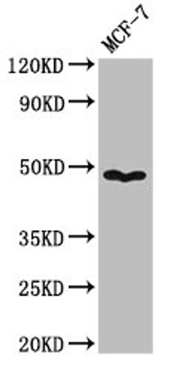 Western Blot. Positive WB detected in: MCF-7 whole cell lysate. All lanes: PANX1 antibody at 3.2µg/ml. Secondary. Goat polyclonal to rabbit IgG at 1/50000 dilution. Predicted band size: 49, 48 kDa. Observed band size: 49 kDa