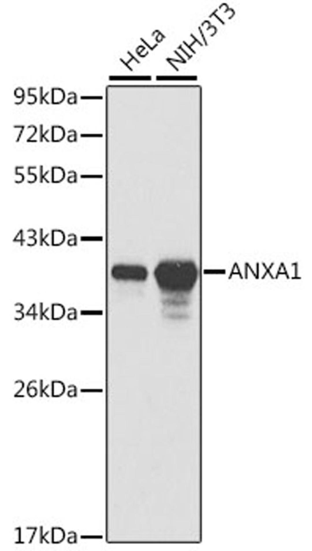 Western blot - ANXA1 antibody (A1118)