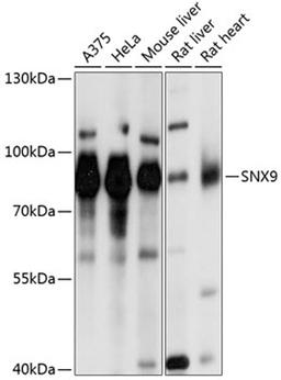 Western blot - SNX9 antibody (A0977)