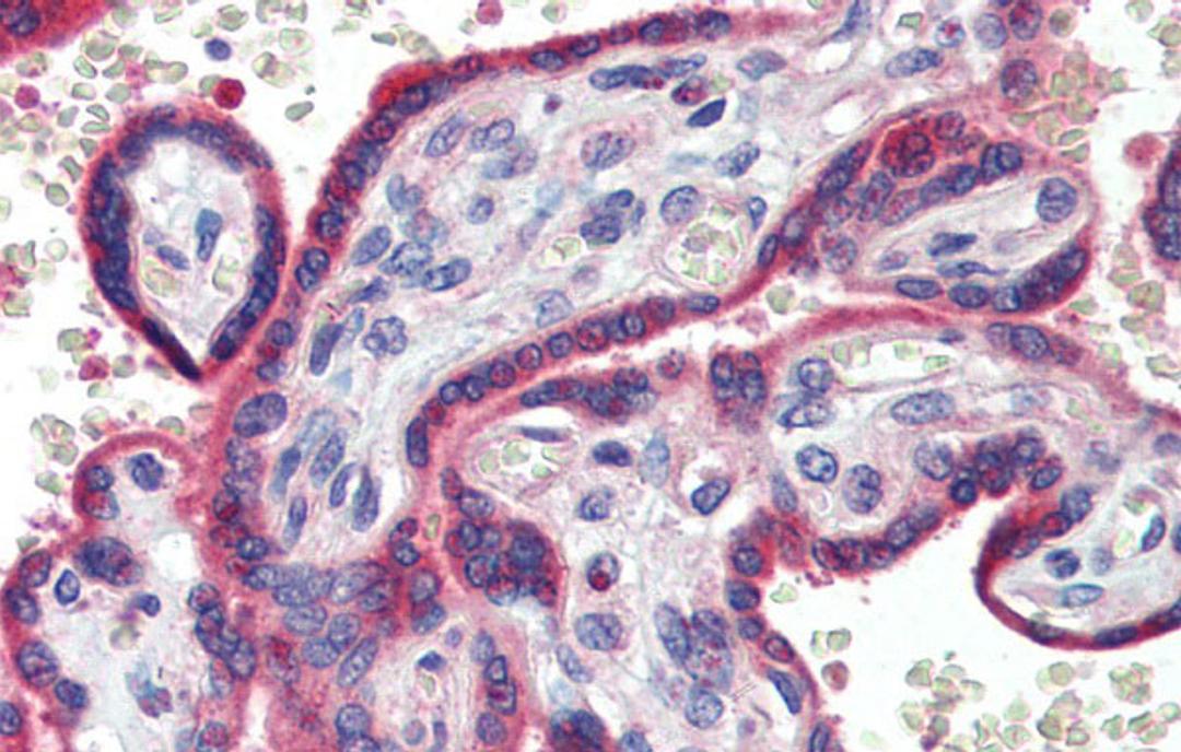 Antibody used in IHC on Human Placenta at 5.0 ug/ml.