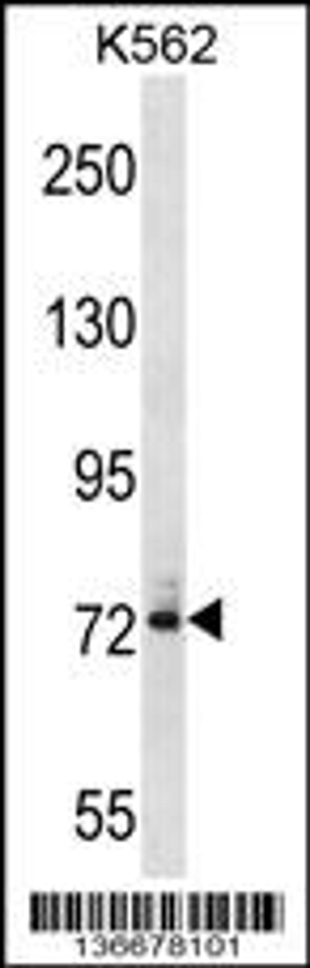 Western blot analysis in K562 cell line lysates (35ug/lane).