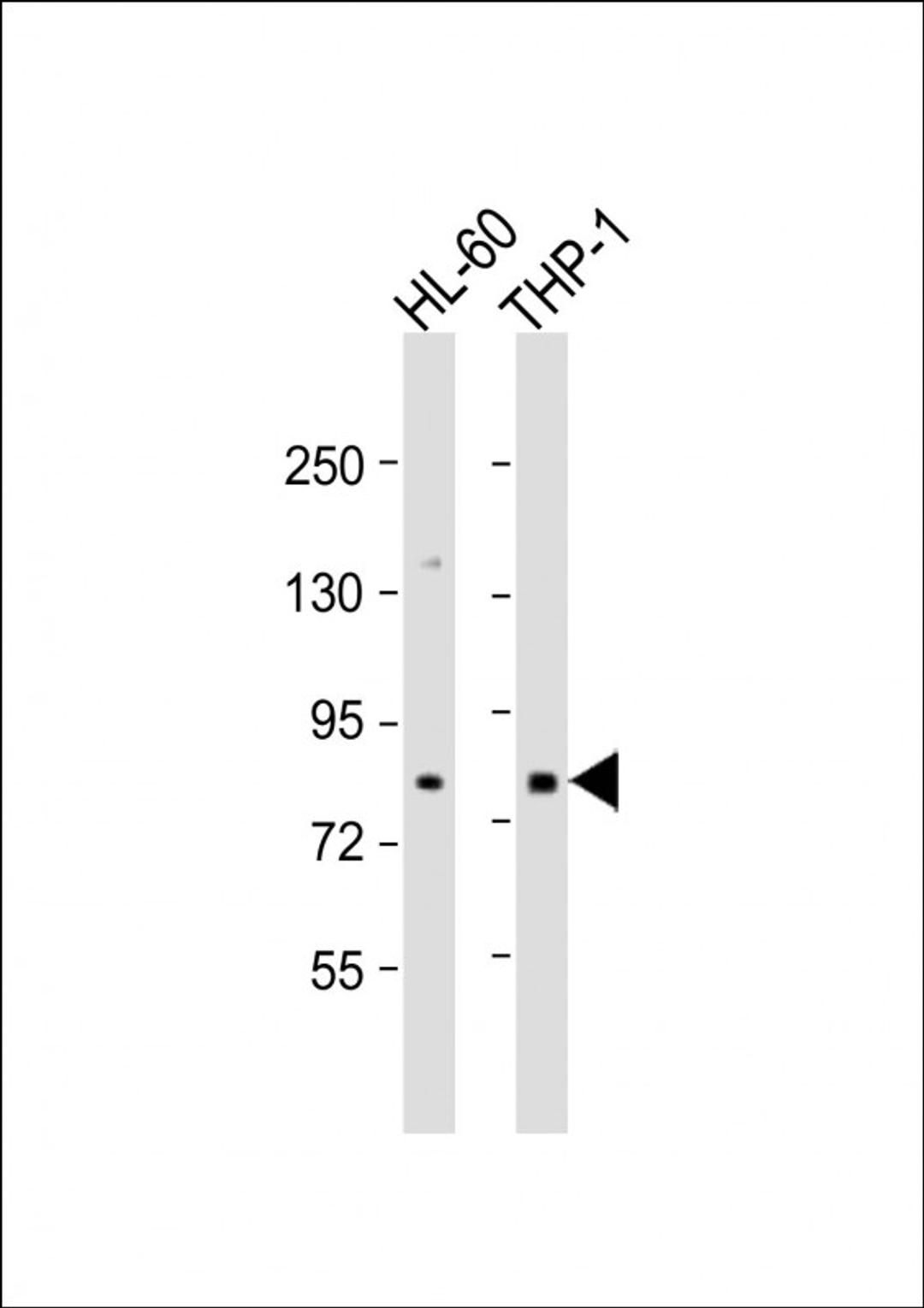 Western Blot at 1:500 dilution Lane 1: HL-60 whole cell lysate Lane 2: THP-1 whole cell lysate Lysates/proteins at 20 ug per lane.